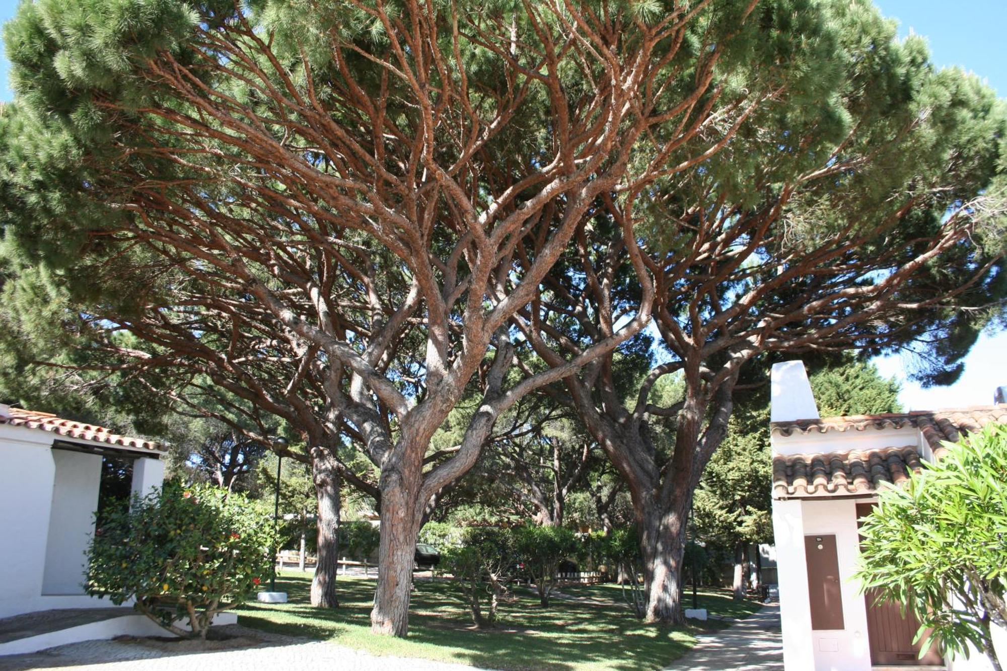Aldeia Da Falesia Albufeira Exteriör bild